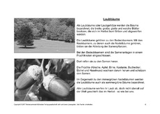 Bäume-Lesetext-SW-6.pdf